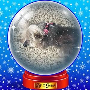 Meet your Posher, Asha